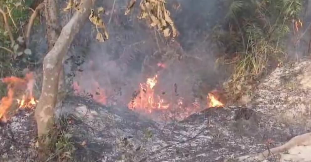 वाल्मीकि नगर टाइगर रिजर्व जंगल में लगी आग, वन के साथ ही जीव-जंतु को नुकसान..