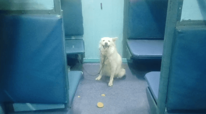 ट्रेन में कुत्ता देख डरकर भागे यात्री : कुत्ते ने छुड़ाए रेलवे के पसीने, बोगी में बंधा मिला डॉग... डेढ़ घंटे लेट हुई ट्रेन