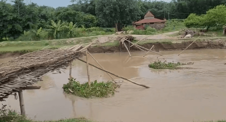 Bihar Flood : सुरसर नदी पर बना चचरी पुल ध्वस्त, गांव के लोग परेशान... बच्चों का पठन-पाठन प्रभावित