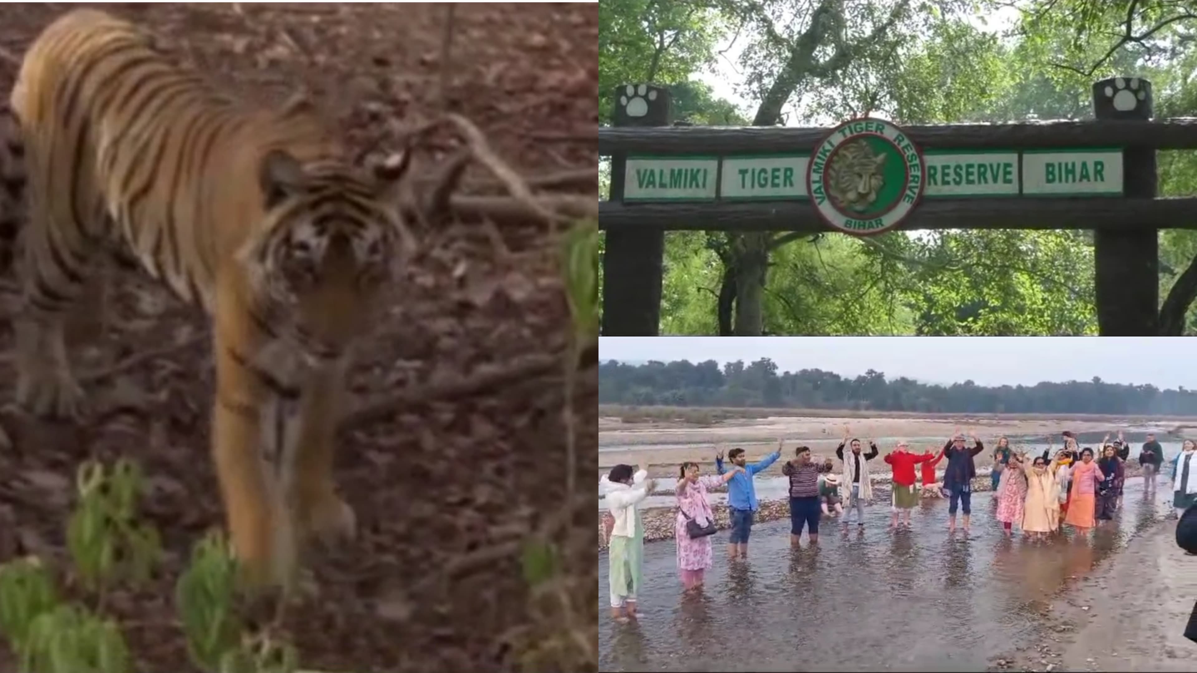 विदेशी पर्यटकों से गुलजार वाल्मीकि टाइगर रिजर्व, ऑस्ट्रेलिया के सैलानियों ने किया भ्रमण..