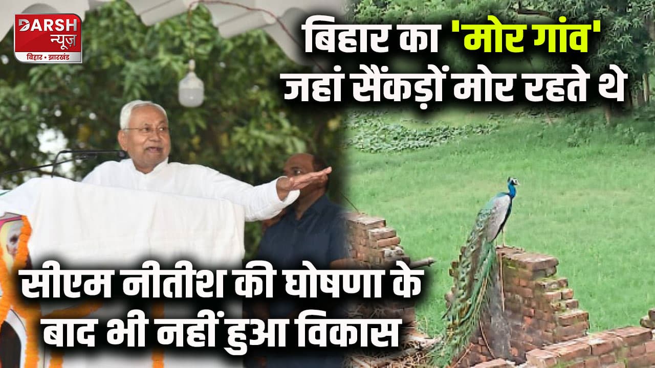 मोरों को नहीं मिला ठिकाना, बेगाना हुआ Bihar का मोर गांव, CM Nitish की घोषणा के बाद भी नहीं हुआ विकास