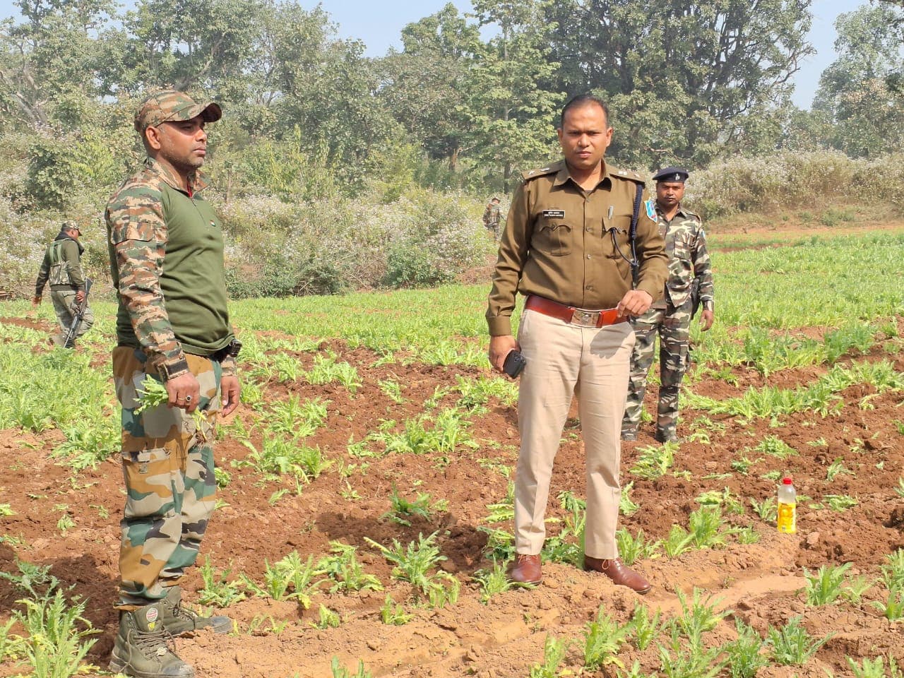 राँची के दशमफॉल थाना क्षेत्र में अवैध रूप से किए जा रहे अफीम की खेती को ट्रैक्टर चला कर विनिष्ट किया गया...