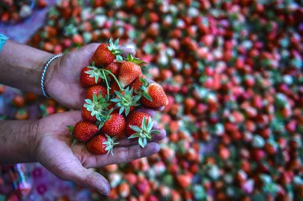अब बिहार में भी होगी स्ट्रॉबेरी की खेती, मालामाल होंगे किसान, सरकार दे रही बंपर सब्सिडी, जानिए पूरी डीटेल