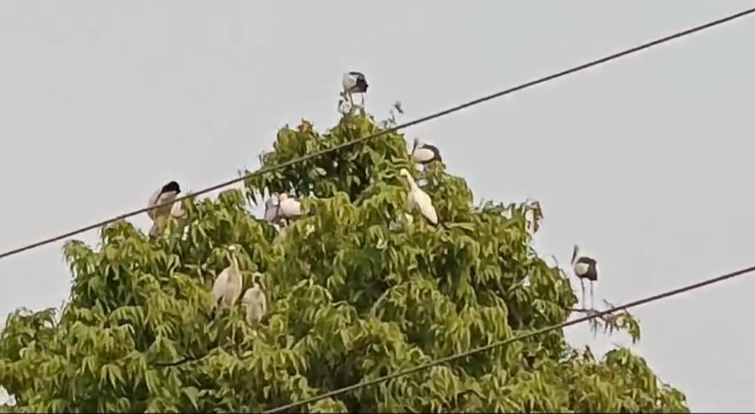 साइबेरियन पक्षी से गुलजार हुआ दानापुर आर्मी कैंट..