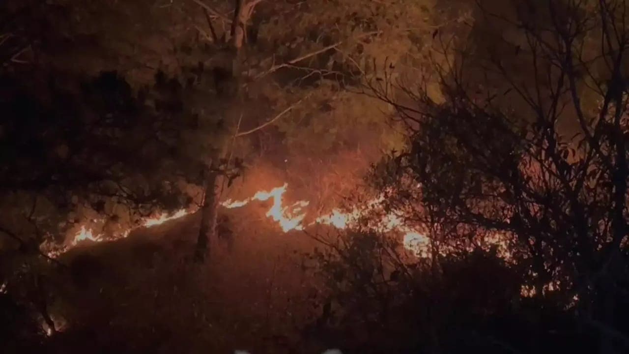 जंगल में लगी आग बुझाने गए 4 वनकार्मियों की झूलसने से मौत