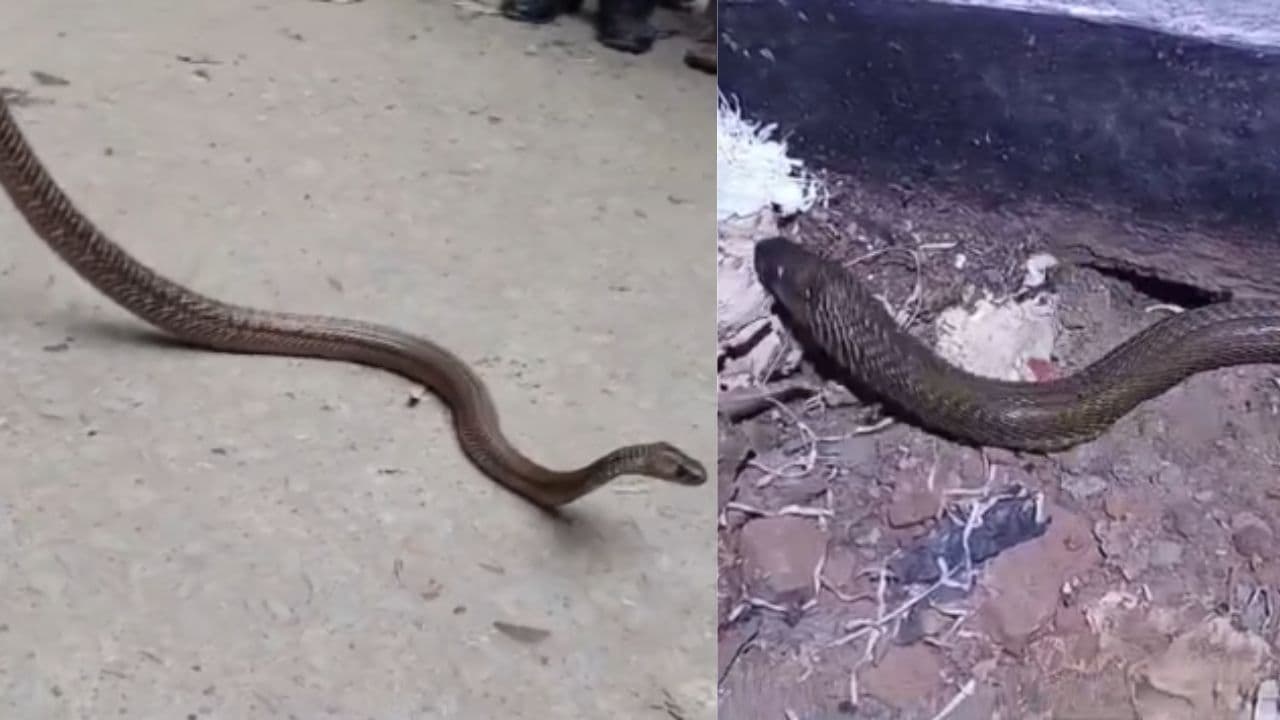 रोहतास DEO ऑफिस में सांप मिलने से मचा हड़कंप, रेस्क्यू कर छोड़ा गया जंगल में...