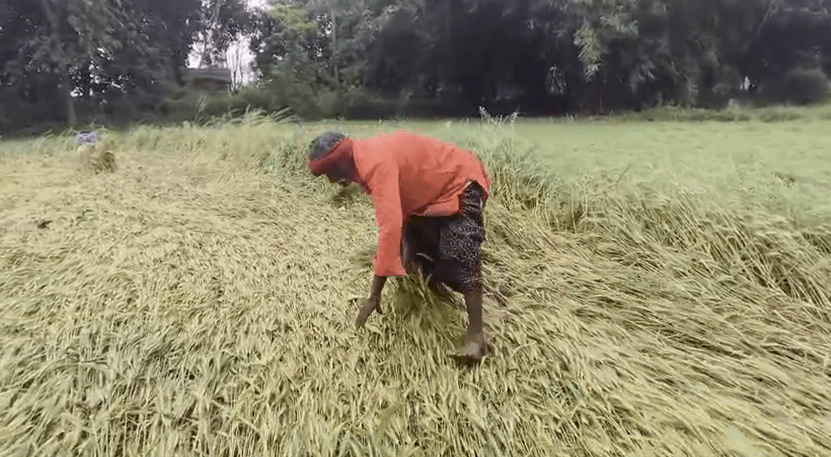 मुजफ्फरपुर में कर्ज और संकट के बीच किसान, ओले गिरने से टूटी उम्मीदें