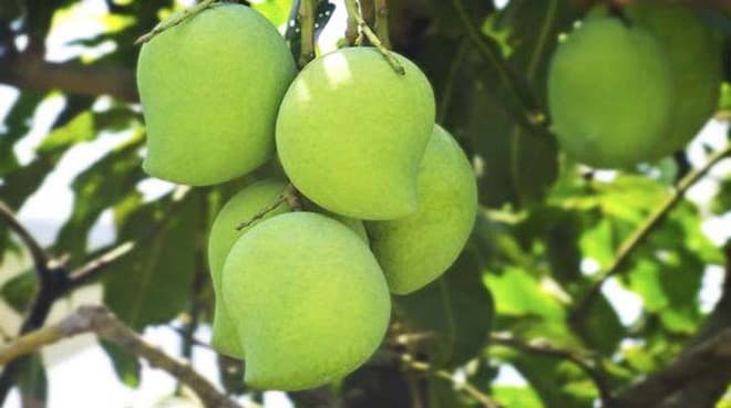 महज आम के टिकोले के लिए MURDER..