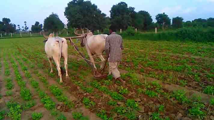 दाखिल खारिज में अब नहीं चलेगी अंचलाधिकारी की मनमानी, विभाग ने जारी किए नए आदेश