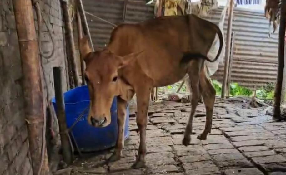 गाय का एक बछड़ा दो दावेदार, मामला सुलझाने में खुद उलझ गई बिहार पुलिस ...