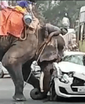 जुलुस के दौरान हाथी बिदका,एक को मार डाला , कई गाड़ियों को तोड़ दिया..