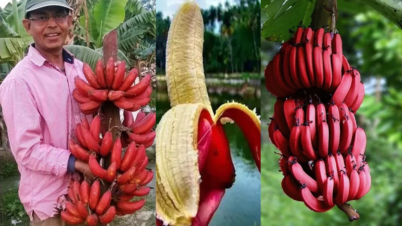 बिहार में 200 रुपये दर्जन बिकता है यह केला, खाने से मिलेगा प्रोटीन, नहीं बढ़ेगा मोटापा