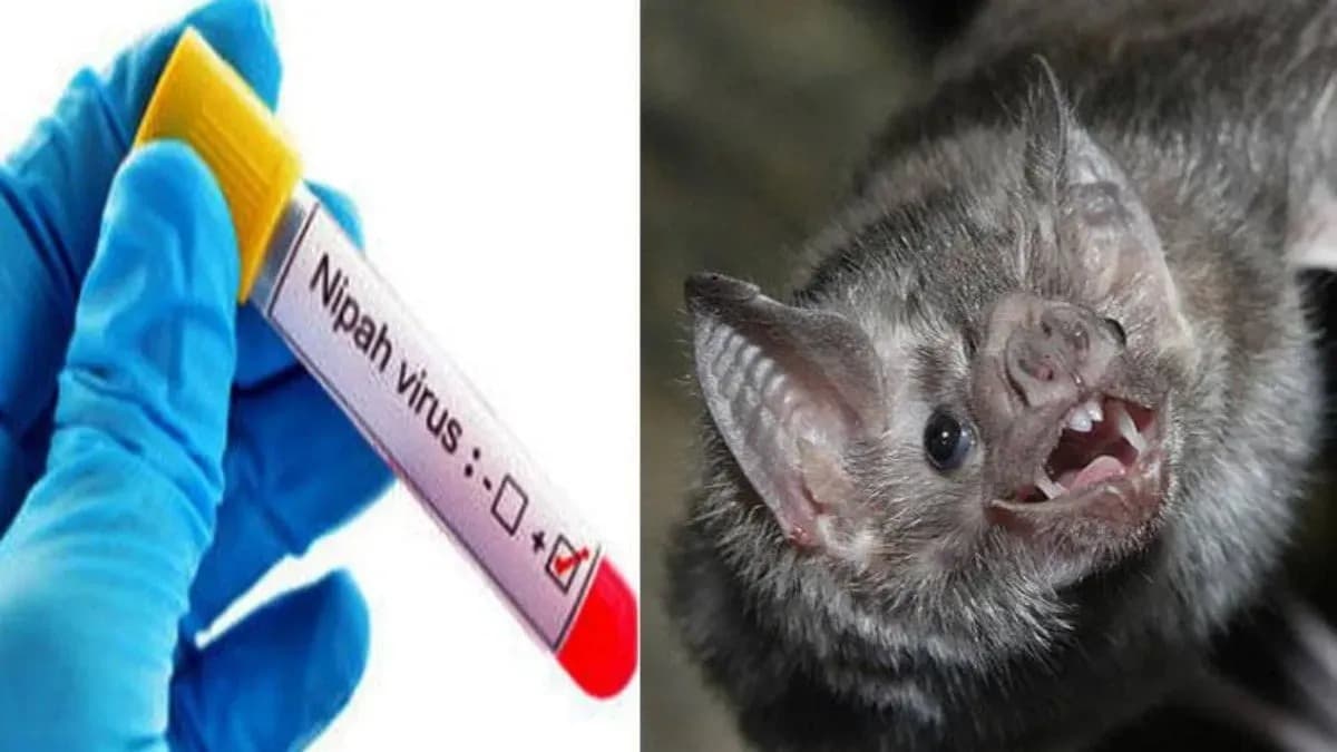 केरल में 'निपाह वायरस' का बढ़ रहा खतरा, अब एक हेल्थ वर्कर भी पॉजिटिव, 9 साल के बच्चे की हालत गंभीर
