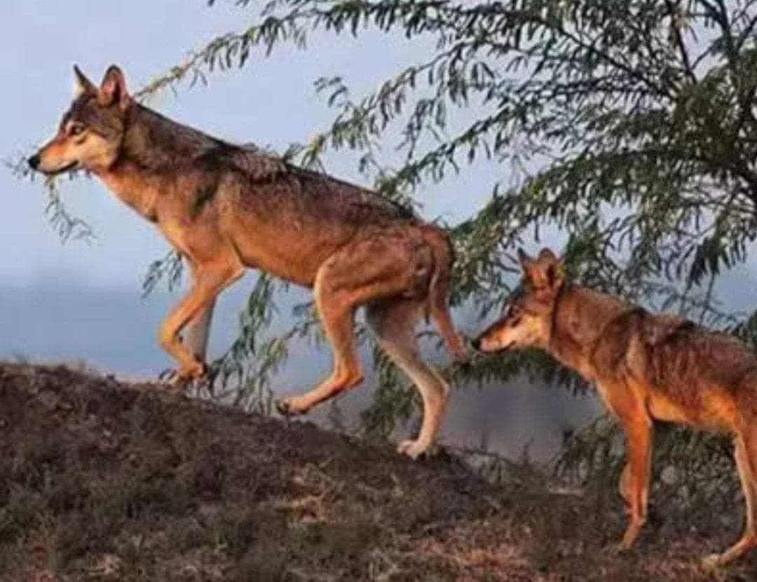 यूपी के बहराइच के बाद भेड़िया का आतंक झारखंड के रांची में भी पहुंच चुका है...