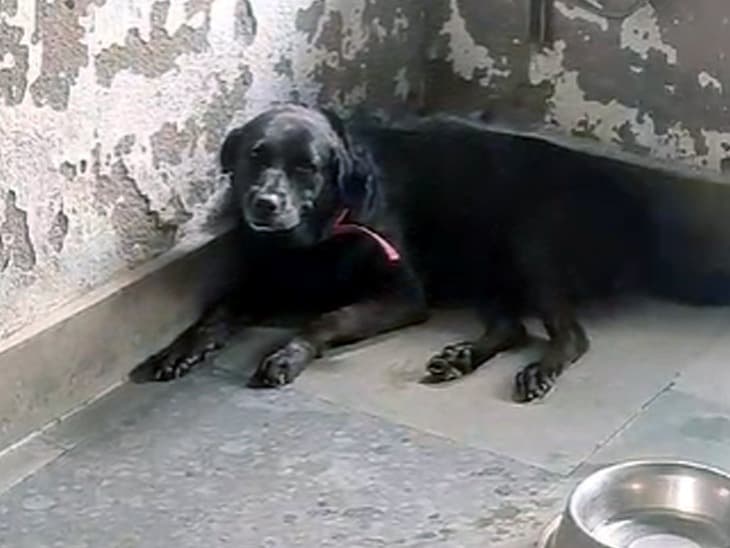 डिटेक्टिव डॉगी माला के गजब कारनामे, मिलेगा अवार्ड, पहले क्राइम सीन पर सूंघती है चीजें, फिर सीधा पहुंचा देती है अपराधी के घर